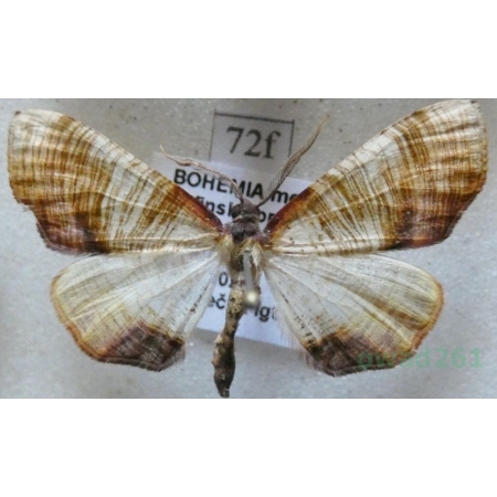 Plagodis dolabraria (Linnaeus, 1767) Nakreślik dębowiec Czech72f